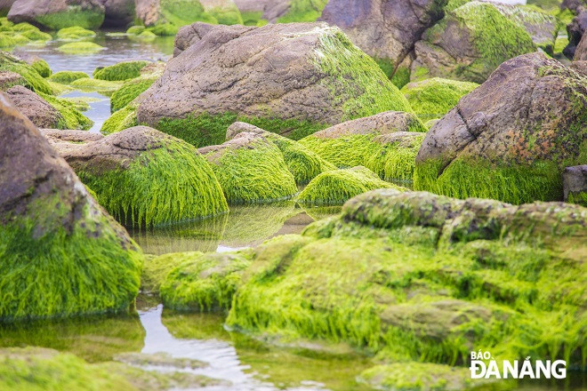 Ảnh: báo Đà Nẵng