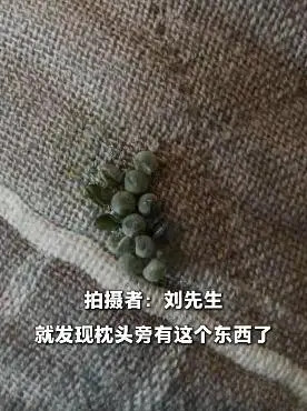 Thức dậy phát hiện 'cây mọng nước' mọc trên gối, người đàn ông hoảng hốt khi biết sự thật Ảnh 1