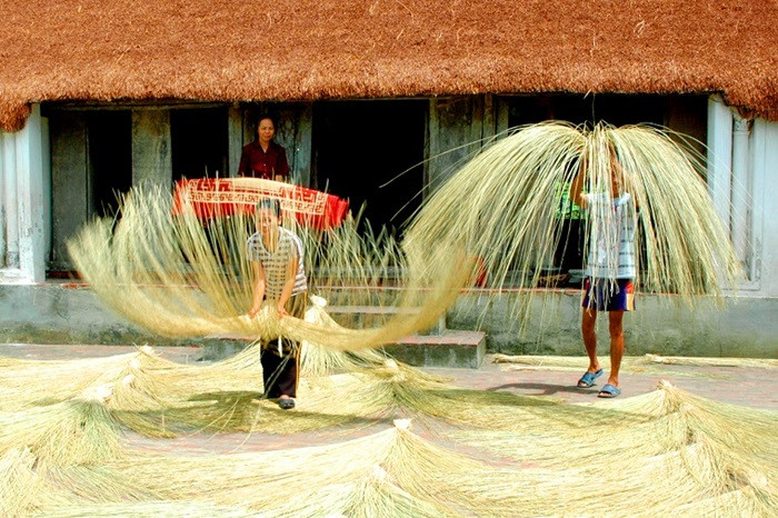 Làng cói Kim Sơn. Ảnh: @ttdn.ninhbinh&nbsp;
