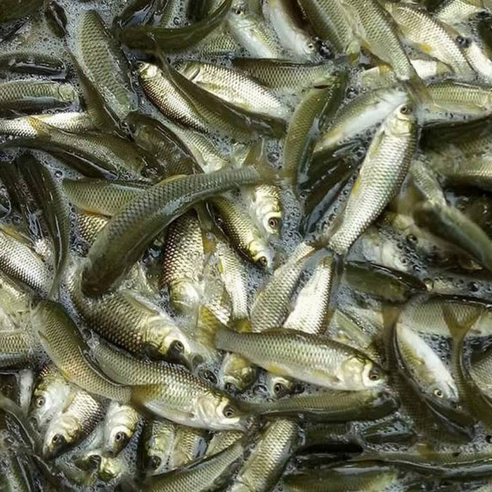Ảnh: báo Phụ nữ TP HCM