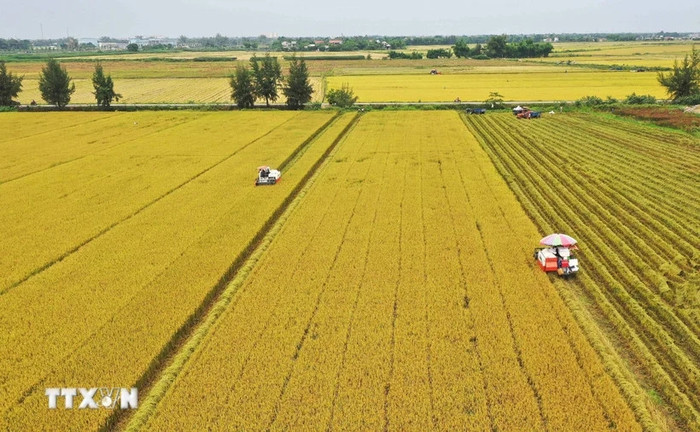 Những chiếc máy gặt hoạt động giữa cánh đồng. Nguồn ảnh: TTXVN