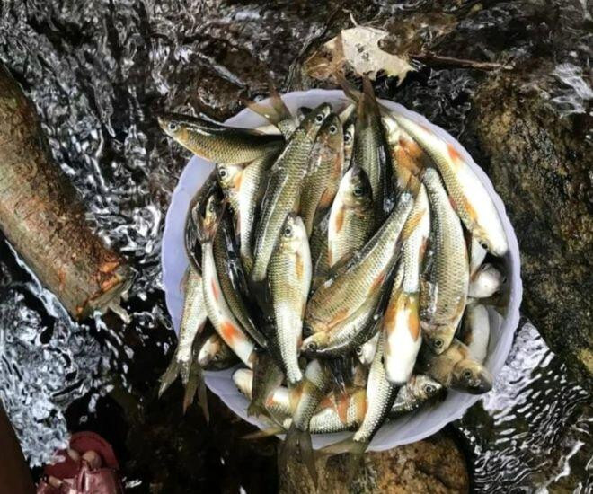 Cá suối Nghệ An