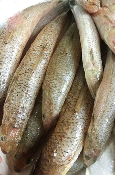 Những loại cá ít người biết nhưng cực kỳ ngon trong ẩm thực địa phương Ảnh 3