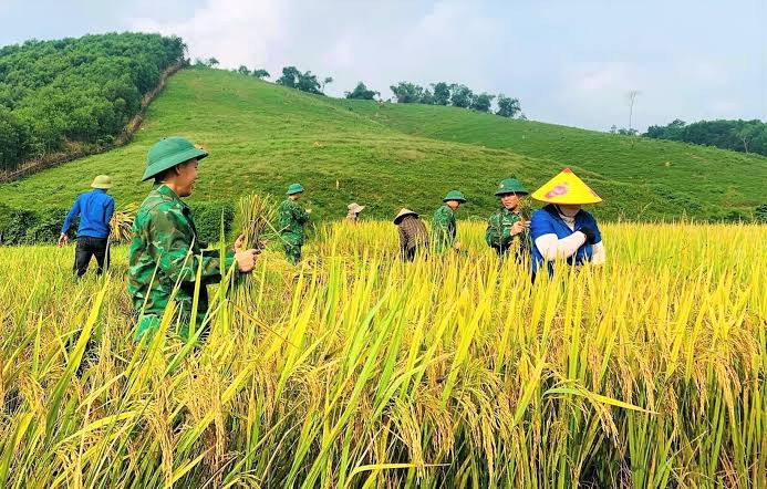 Người dân xứ Nghệ phấn khởi vì lúa được mùa. Ảnh: báo Lao Động