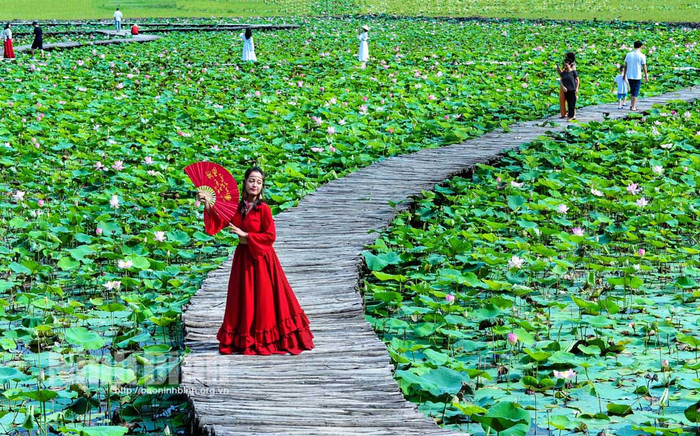 Mùa sen ngào ngạt ở Ninh Bình. Ảnh: báo Ninh Bình