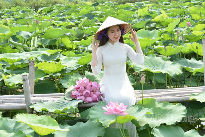 Hà Nội vào mùa sen, giới trẻ lại rủ nhau đi chụp ảnh. Ảnh: báo Công Thương
