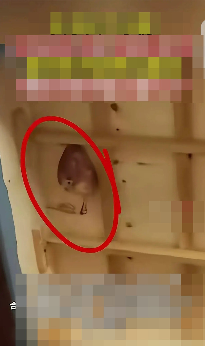 Ngửi thấy mùi hôi suốt nhiều ngày, chủ nhà phát hiện cảnh tượng kinh hoàng trên trần nhà Ảnh 2