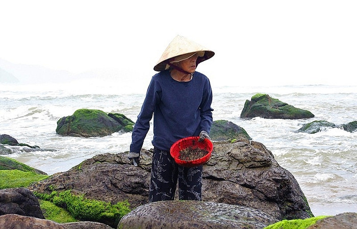 Người dân có thể kiếm tiền triệu khi đi thu hoạch rong biển. Ảnh: Kinh tế Môi trường