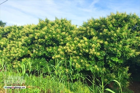 Mùa hoa nhãn ở Đồng Tháp. Ảnh: Báo Nông nghiệp & Môi trường
