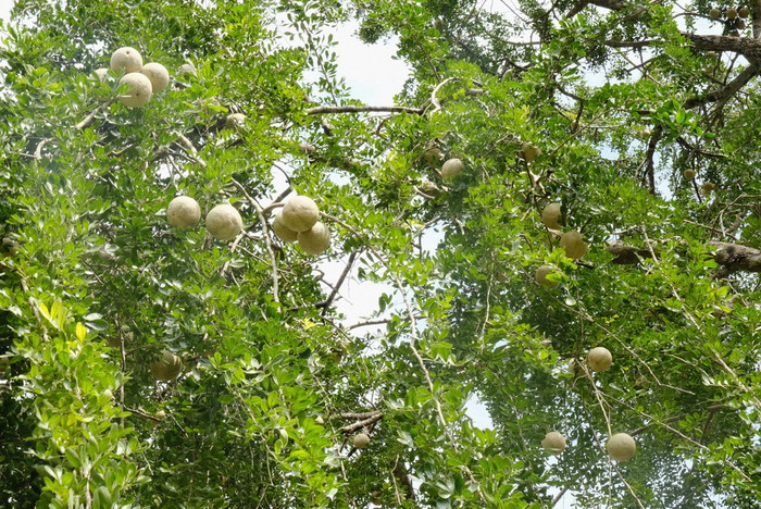 Cây quách trĩu quả. Ảnh: báo Thanh Niên