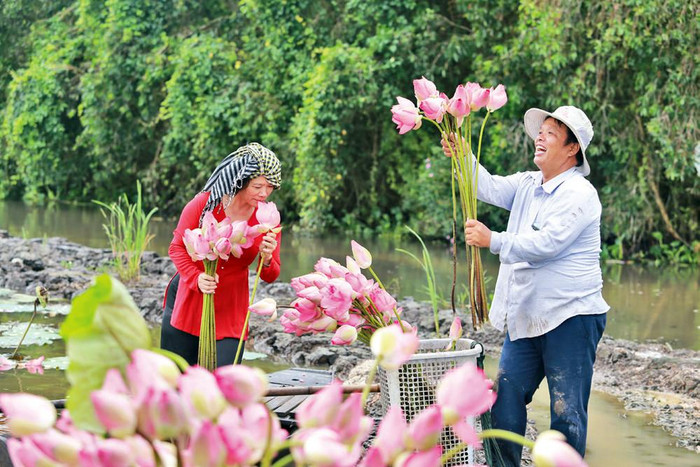 Người dân Đồng Tháp thu hoạch sen. Ảnh: báo Nhân Dân