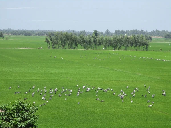 Cảnh đẹp thanh bình ở Đồng Tháp. Ảnh: báo Dân Việt