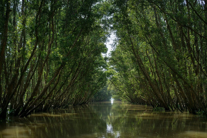 Không gian xanh mát ở vườn quốc gia Tràm Chim. Ảnh: tripadvisor.com.vn