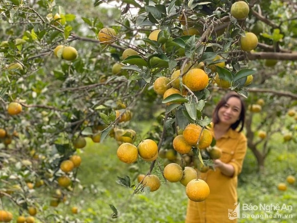 Những vườn cam đem lại giá trị kinh tế cho người dân Nghệ An. Ảnh: báo Nghệ An