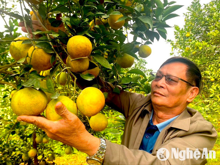 Người dân Nghệ An thích thú khoe vườn cam trĩu quả. Ảnh: báo Nghệ An