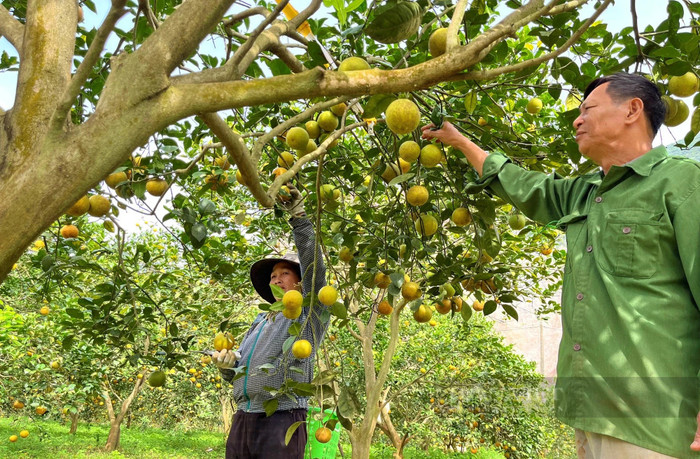 Vườn cam trĩu quả khiến ai nhìn cũng thích mắt. Ảnh: báo Dân Việt