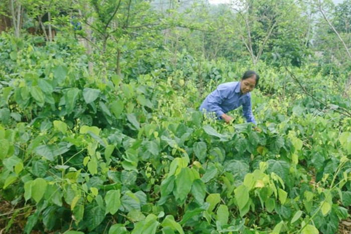 Về Nghệ An quê hương Hồ Văn Cường, đừng quên thử loại rau dân dã này Ảnh 6