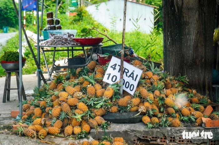 Khóm (dứa) được bày bán dọc đường ở Đồng Tháp với giá rẻ. Ảnh: Tuổi Trẻ Online