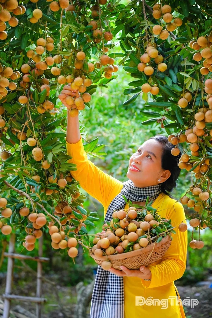Vườn nhãn xum xuê ở Đồng Tháp. Ảnh: Duy Nhựt/báo Đồng Tháp&nbsp;