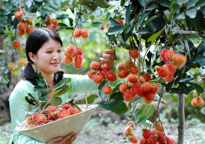 Vườn chôm chôm ở Đồng Tháp. Nguồn: ticotravel.com.vn