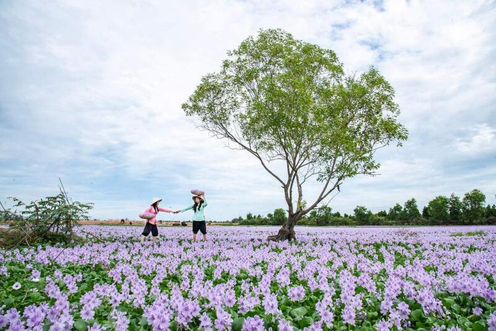 Hoa lục bình nở rộ ở làng nổi. Ảnh:KDL Làng nổi Tân Lập