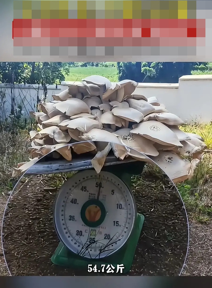 Phát hiện cây nấm nặng hơn 50kg, người chứng kiến không tin vào mắt mình Ảnh 4