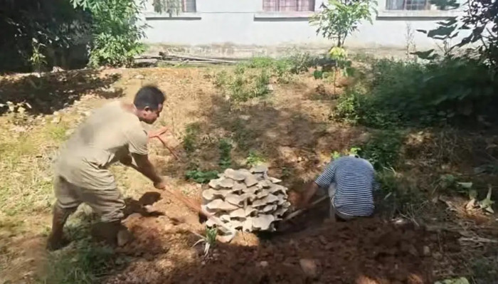 Phát hiện cây nấm nặng hơn 50kg, người chứng kiến không tin vào mắt mình Ảnh 1