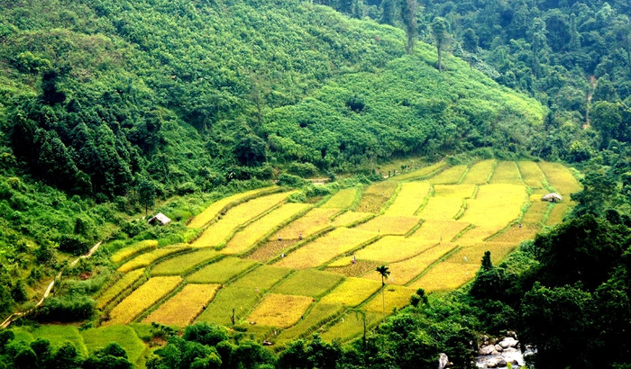 'Mùa vàng' ở miền Tây xứ Nghệ. Ảnh: báo Dân Trí