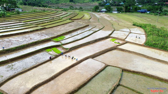 Cảnh đẹp mùa nước đổ ở miền Tây Nghệ An. Ảnh: Báo và Phát thanh Truyền hình Nghệ Anvvv