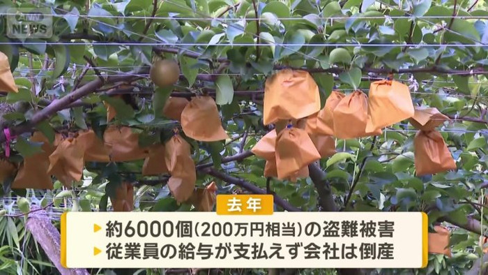 Bị trộm 5000 quả lê chỉ sau một đêm, chủ vườn đưa ra quyết định đau lòng Ảnh 1