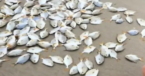 Bãi biển bất ngờ trắng xóa sau bão, người dân chứng kiến cảnh tượng hiếm gặp Ảnh 2