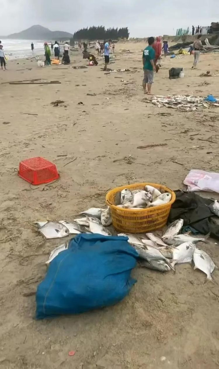 Bãi biển bất ngờ trắng xóa sau bão, người dân chứng kiến cảnh tượng hiếm gặp Ảnh 4