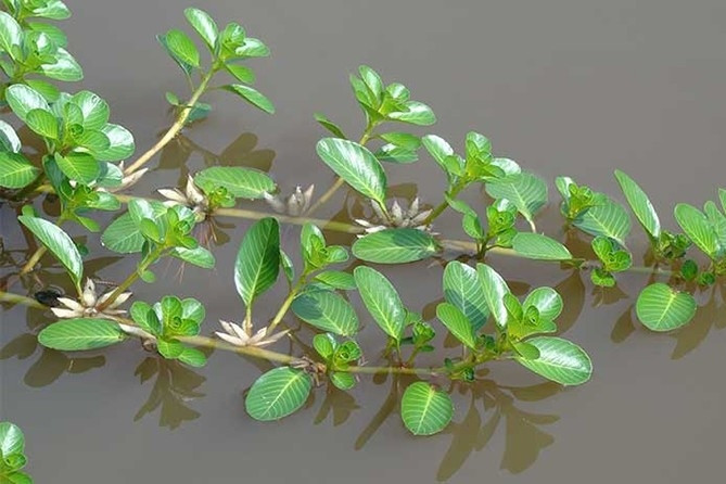 Rau dừa nước. Ảnh: VietNamNet
