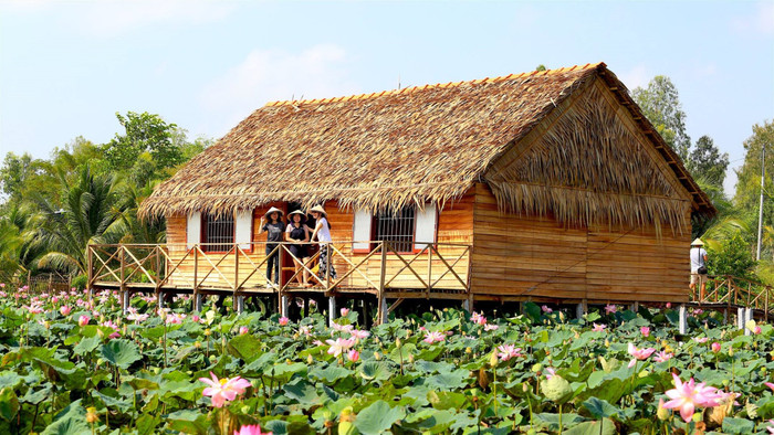 Homestay giữa cánh đồng sen ở Đồng Tháp. Ảnh: Facebook Tucalinh Homestay