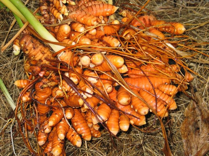 5 loại thực phẩm giúp làm sạch cơ thể tự nhiên Ảnh 3