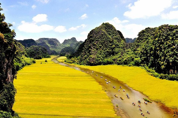 Cánh đồng lúa chín vàng ở quê hương Phương Oanh. Ảnh: Sưu tầm Internet