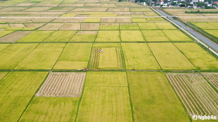 Cánh đồng bội thu ở Nghệ An. Ảnh: báo Nghệ An