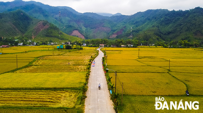 Vẻ đẹp mùa lúa chín ở Đà Nẵng. Ảnh: báo Đà Nẵng