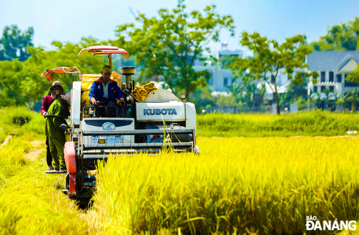 Du khách có thể dành thời gian khám phá vùng quê Hòa Vang vào mùa lúa chín để cảm nhận một hành trình khác biệt. Ảnh: báo Đà Nẵng.