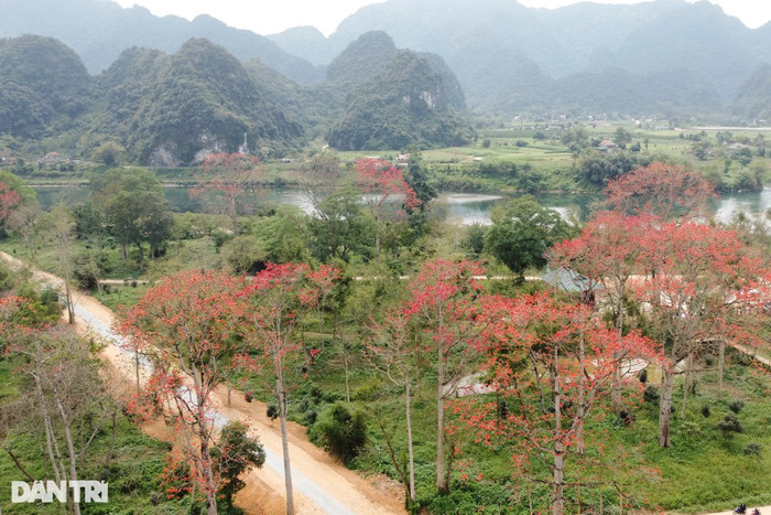 Con đường hoa gạo ở Nghệ An. Ảnh: báo Dân Trí