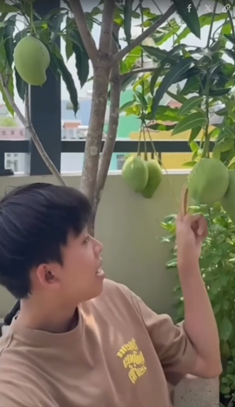 Cây xoài được anh chăm sóc trong 4 tháng nhưng cho ra rất nhiều quả.