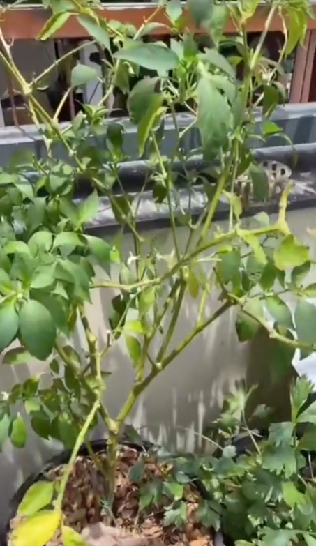 Đã mắt với khu vườn Hồ Văn Cường tự tay trồng tại ban công ngôi nhà mới vừa tậu được Ảnh 8