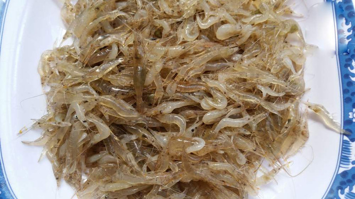 Những con tép tươi ngon được ngâm ủ theo công thức gia truyền để tạo nên món mắm tép với hương vị mới lạ, đậm đà&nbsp;