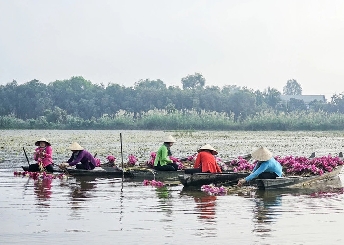 Cảnh đẹp mùa nước nổi. Ảnh: báo Long An