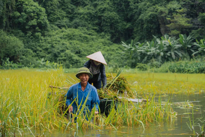 Khung cảnh nông dân chèo thuyền gặt lúa ở Ninh Bình. Ảnh: báo Lao Động