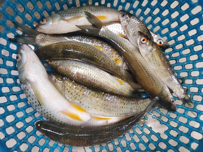 Quê nhà bà xã Hồ Văn Cường có một loại cá làm nên thương hiệu ẩm thực xứ Nghệ Ảnh 2
