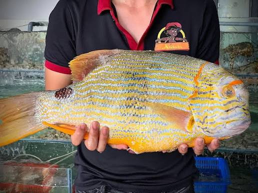 Những món hải sản độc lạ chỉ có ở vùng biển Đà Nẵng – quê nhà Mỹ Tâm Ảnh 5