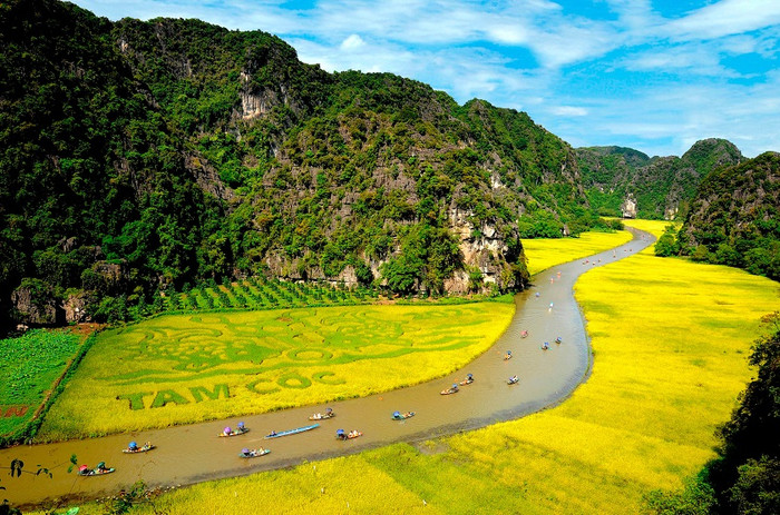 Mùa lúa chín vàng ở Tam Cốc