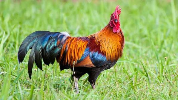 3 con giáp đang được Thần Tài gọi tên: Làm đâu thắng đó, tiền vào như nước Ảnh 3