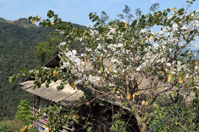Ảnh: báo Nghệ An